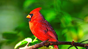A red bird sitting on top of a tree branch.