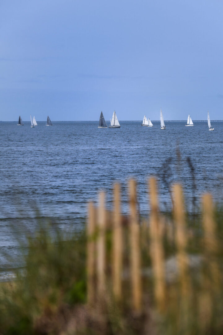 A group of sailboats in the ocean near some tall grass.