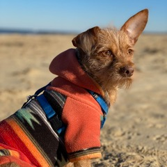 A small dog wearing a sweater on the beach.